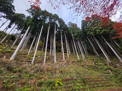 水源の森 사진 2