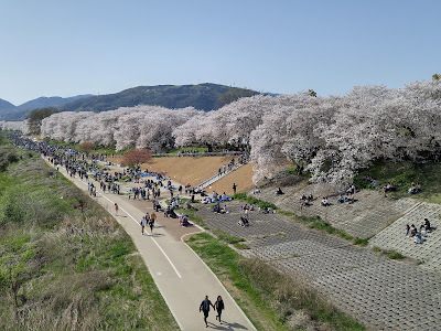 Sakura Deai Hall
