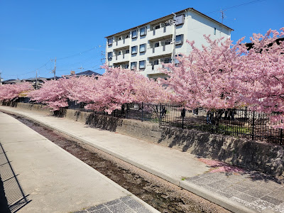 Sakurabashi