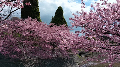 Sakurabashi 사진 2