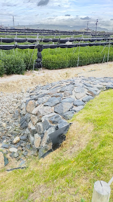 Stone Groyne (Ishidashi) Surrounded by Tea Plantation 사진 4
