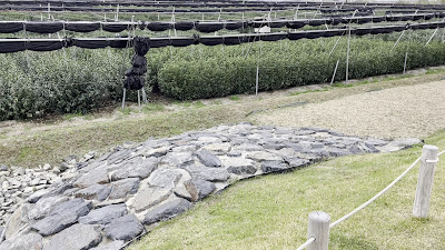 Stone Groyne (Ishidashi) Surrounded by Tea Plantation 사진 2