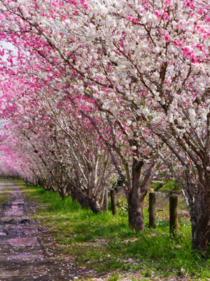 Ogura Waterside Peach Tree Line