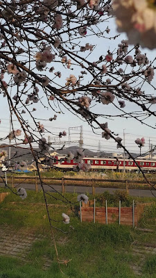 Ogura Waterside Peach Tree Line 사진 2
