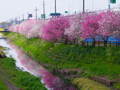 Ogura Waterside Peach Tree Line 사진 3