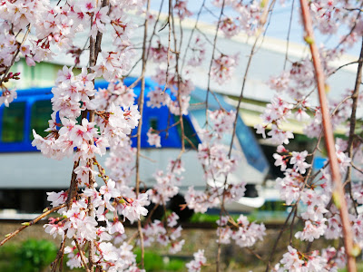 Ogura Waterside Peach Tree Line 사진 4