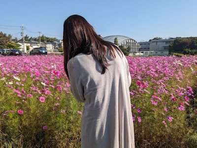 コスモス畑 사진 5