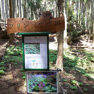 クリンソウ広場 사진 2