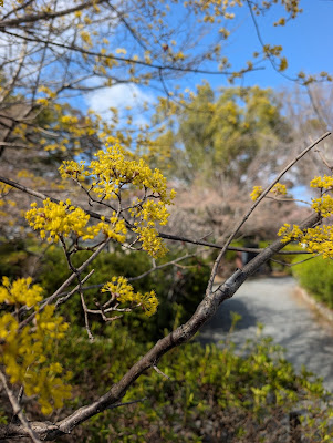 三春滝桜 사진 4
