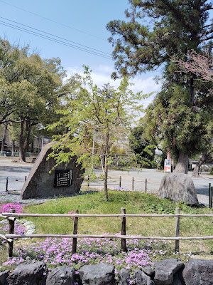 三春滝桜 사진 2