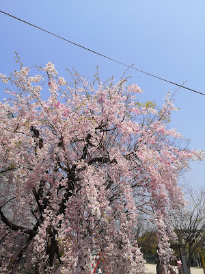 Shinden Park 사진 3