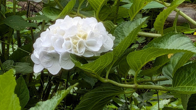 御香水井戸 사진 5