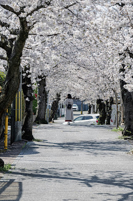 桜の径 사진 2