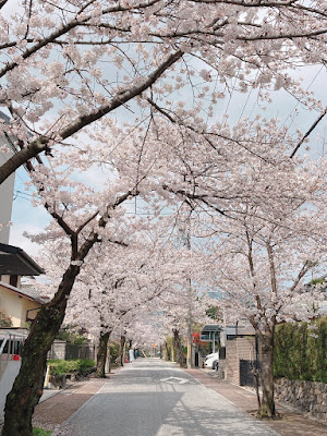 桜の径 사진 3