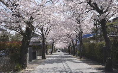 桜の径 사진 4