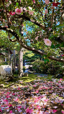 御香宮神社 おそらく椿 사진 2
