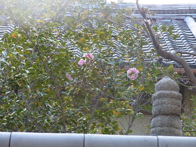 御香宮神社 おそらく椿 사진 3