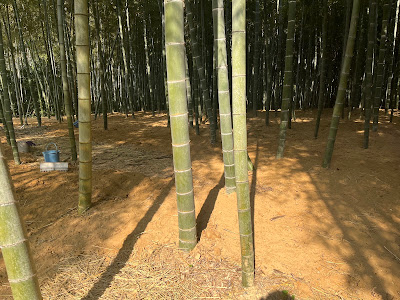 長岡京市観光協会 観光竹林