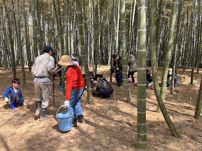 長岡京市観光協会 観光竹林 사진 4