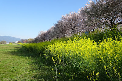 桂川と天神川の背割り 사진 4