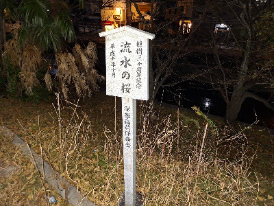流水の桜 사진 2