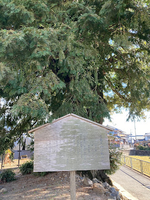 葛籠尻の小町カヤ 사진 4