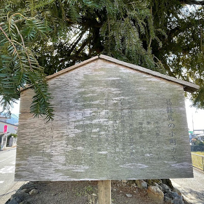 葛籠尻の小町カヤ 사진 2