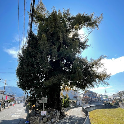 葛籠尻の小町カヤ