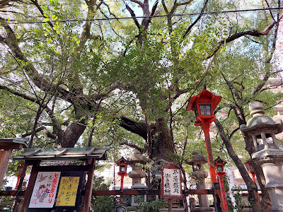 Camphor Tree Planted by Taira no Kiyomori 사진 3