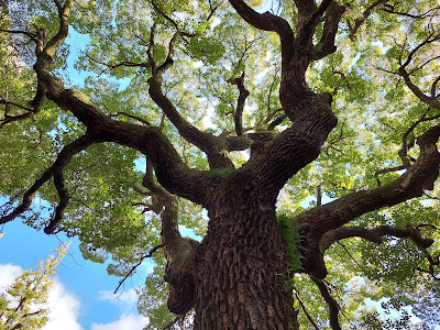 Camphor Tree Planted by Taira no Kiyomori