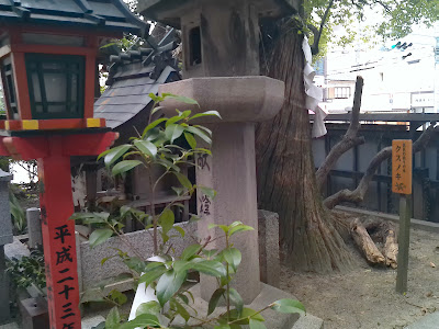 Camphor Tree Planted by Taira no Kiyomori 사진 5