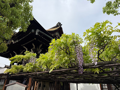 六孫王神社の藤棚 사진 4