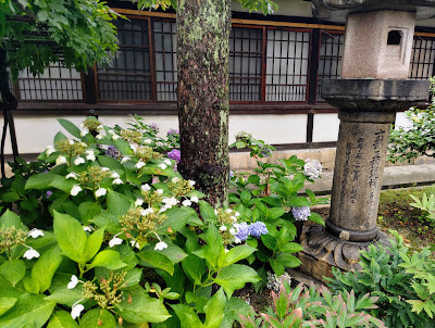 六孫王神社の紫陽花 사진 3