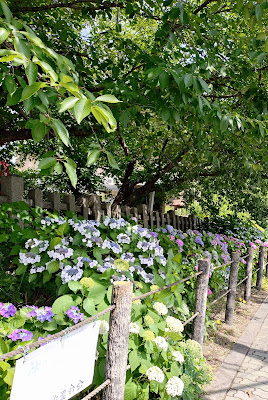 六孫王神社の紫陽花