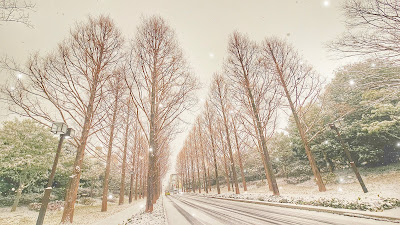 春日五条のメタセコイア並木 사진 2