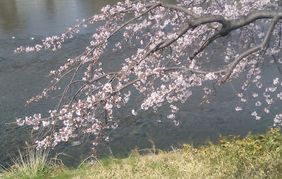 花の回廊（鴨川東岸：三条～七条） 사진 4