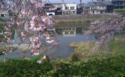 花の回廊（鴨川東岸：三条～七条） 사진 5