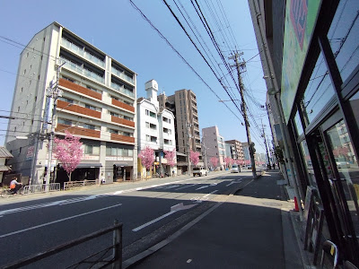 四条通りのヨウコウザクラ