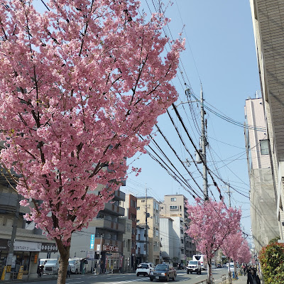 四条通りのヨウコウザクラ 사진 2