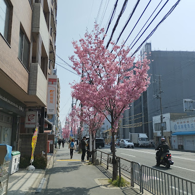 四条通りのヨウコウザクラ 사진 3