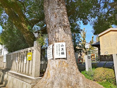 山王楠 사진 2
