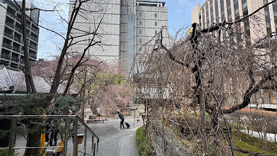 六角柳 사진 5