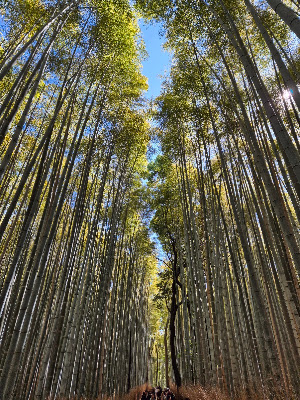 Sagano Bamboo Forest 사진 3