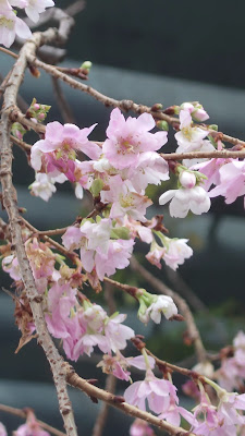 御池桜 사진 2