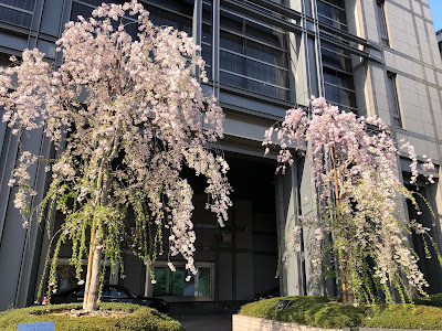 Gion Weeping Cherry 사진 4