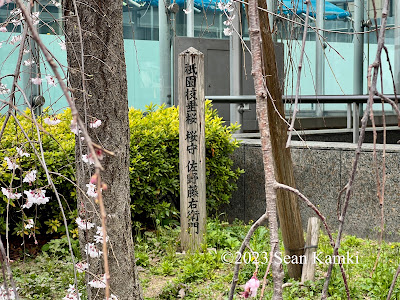 Gion Weeping Cherry 사진 3