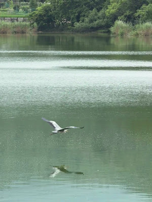 広沢の池
