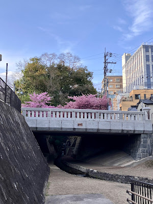 京都一条戻橋の河津桜 사진 3