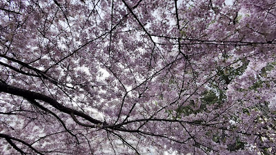 京都一条戻橋の河津桜 사진 2