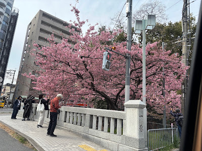 京都一条戻橋の河津桜 사진 4
